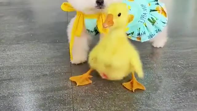 The dog with a big cup is actually a snack