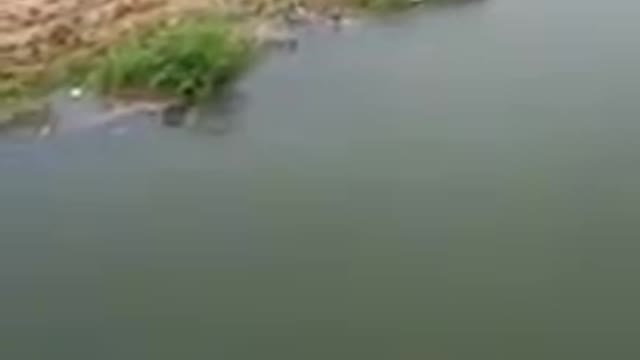 Dog saves the life of a drowning man