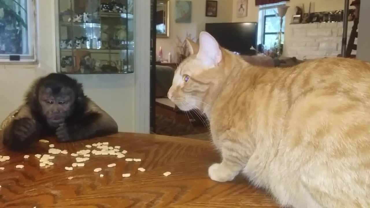 Cat and monkey share tasty breakfast together