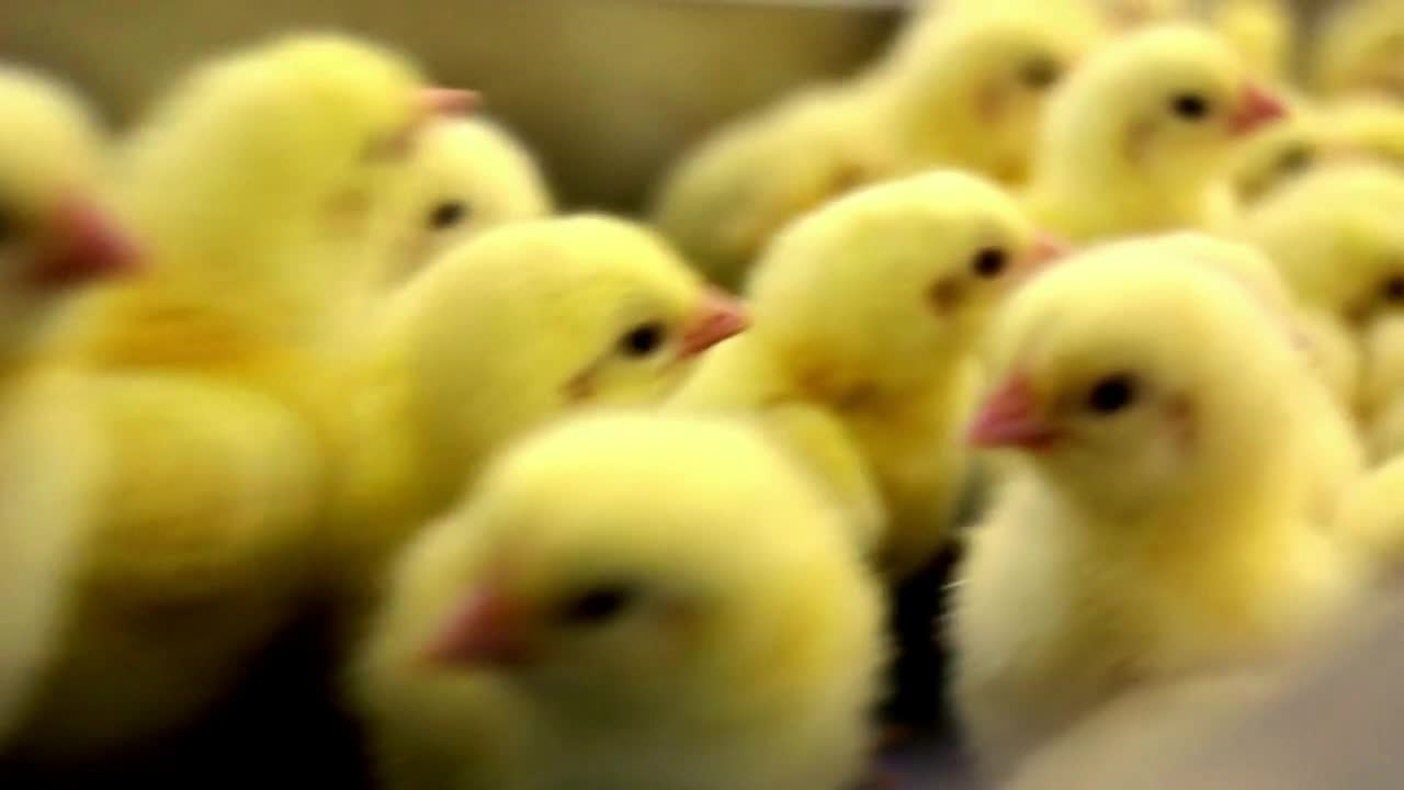 Small chickens closeup at farm. Baby birds close up at poultry farm