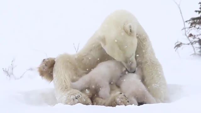 Top Funny Animals -Bear Bois