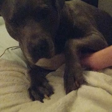 Milo's scared of thunderstorms