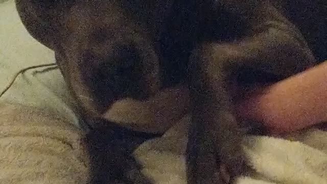 Milo's scared of thunderstorms