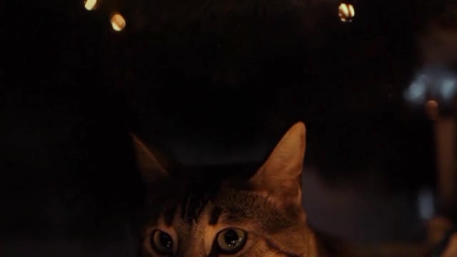 Merry christmas🤣☺ from kitten