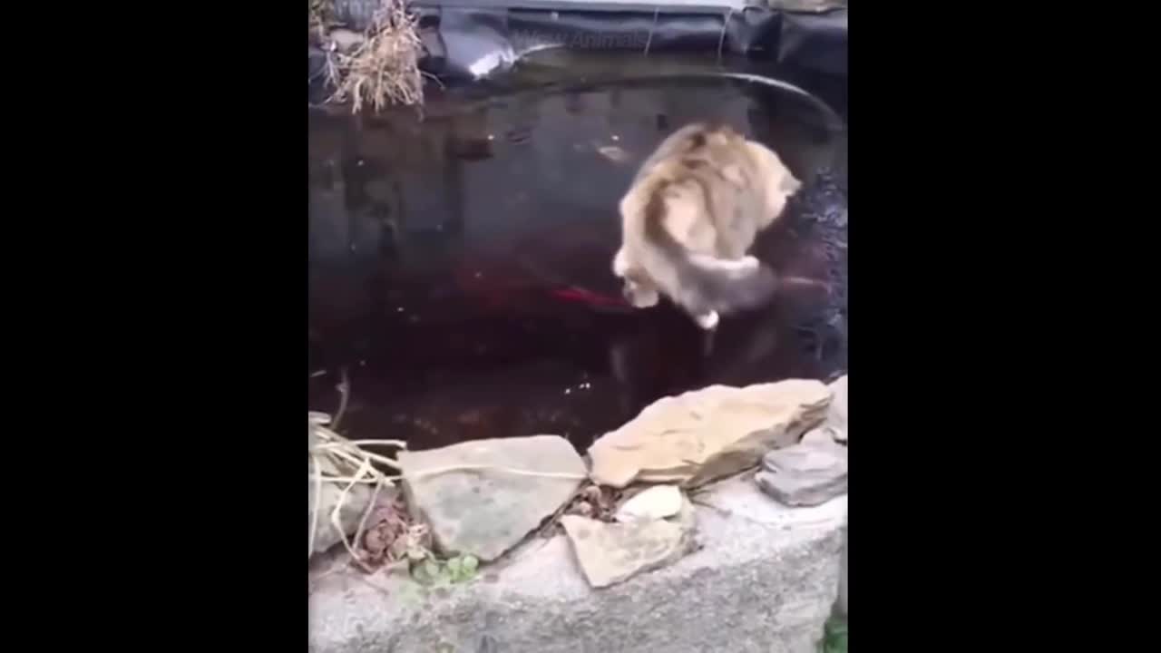 Try not to giggle when watching this amusing Animals compilation.
