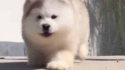 Cute Dogs🐶 Funny video 😂