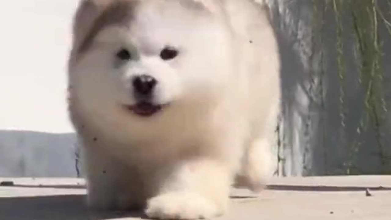 Cute Dogs🐶 Funny video 😂