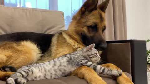 German Shepherd and Golden Retriever are Best Friends for Kitten