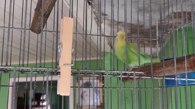 CATURRITA LINDA