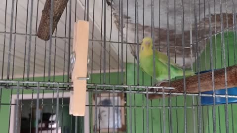 CATURRITA LINDA