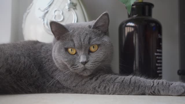 Cute domestic cat