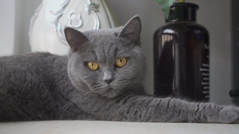 Cute domestic cat