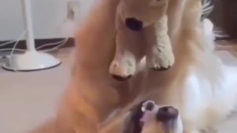 1# Funny & Cute Animals🤗
