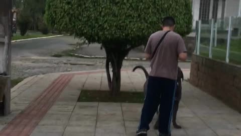 Dog Training on the street