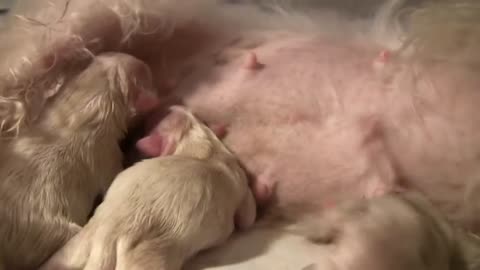 Maltese Puppies - 2 Hours Old! (in HD)