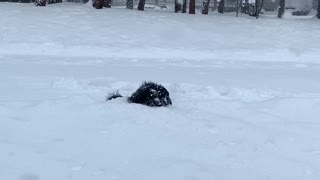 Puppy Dog Plays in Deep Snow