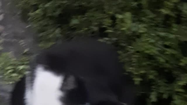 A cat is on the street