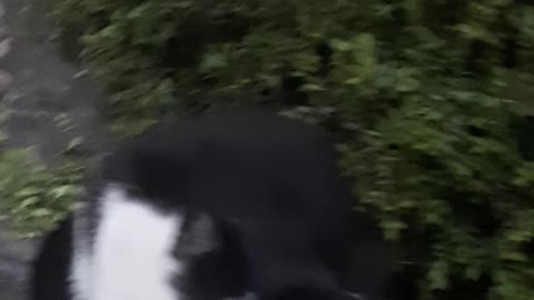 A cat is on the street