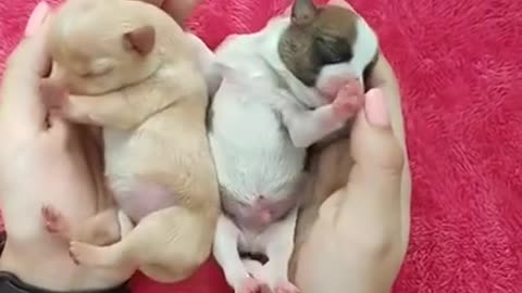 🥰World Cutes 🐶 puppy // Cute Puppies ❤️//#rumble #video