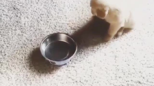 viral smart puppy