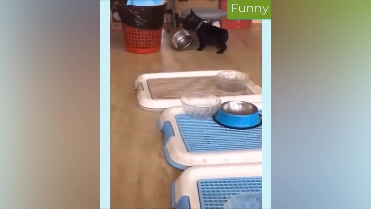 Best Funny Animal Videos 12