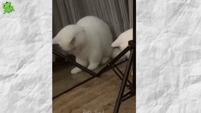 Cuts Cats Moment Clips..😀😀
