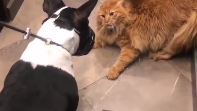 THE FIRST MEETING OF A CAT AND A DOG