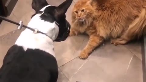 THE FIRST MEETING OF A CAT AND A DOG