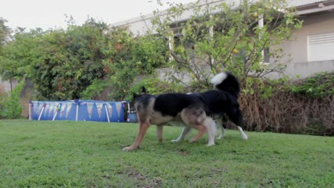 Two Dogs having fun playing! Funny pet videos