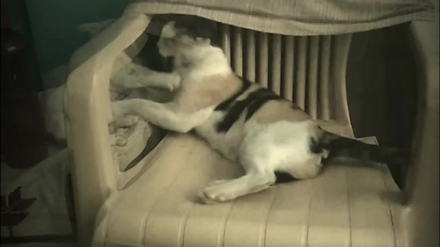 Two cats white and brown playing on white chair