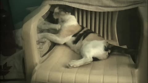 Two cats white and brown playing on white chair