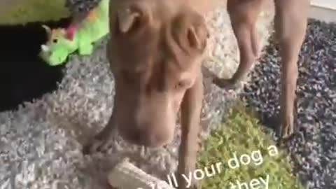 Funny Pets - Dogs & Cats 2022 - 16 - LaughterPharmacy