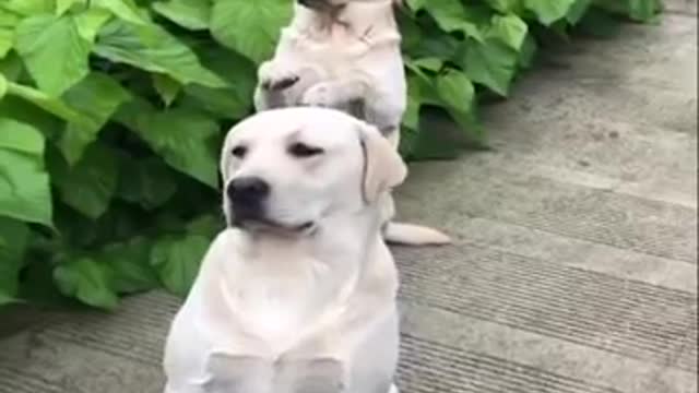 Dog acting like human