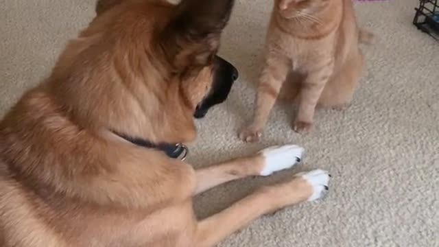 dog got slap by cat, funny animals video