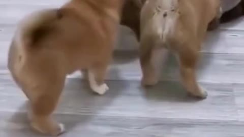 Cute puppies try to play with a cool cat