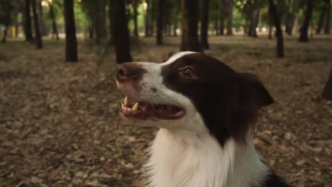Funny videos of babies and dogs