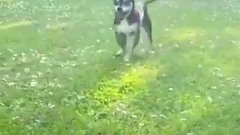 Happy Dogs Dancing