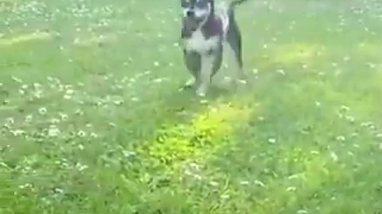 Happy Dogs Dancing