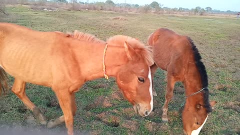 it's cheerful animal mule eating grean grass