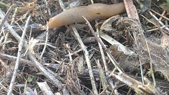 the snail lost its home