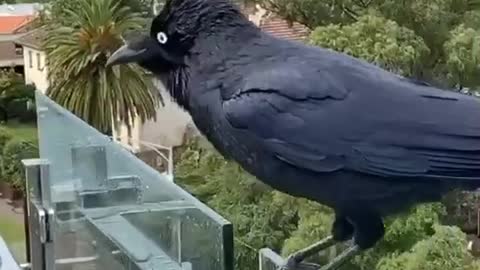 Enjoying A Rainy Day with Bill the Wild Raven