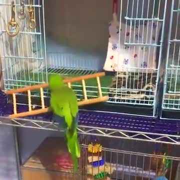 With a stupid parrot.