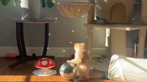 Kitten dancing