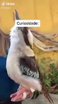 Um pássaro muito incrível e lido