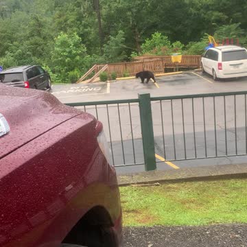Bear walking thru parking lot.