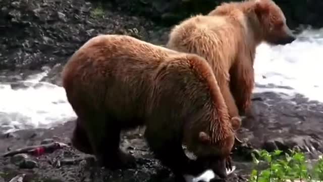 Brown bears fishing