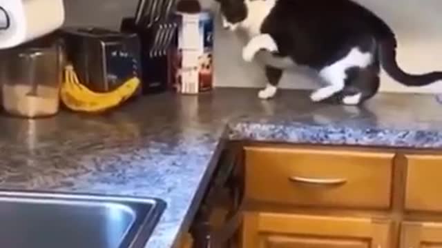 Funny cat video| Funny animals| Funny Meme