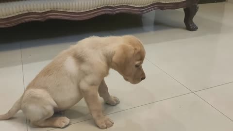 Labrador Puppy Training