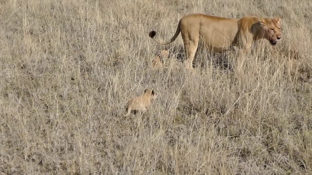 lion cub following his mother