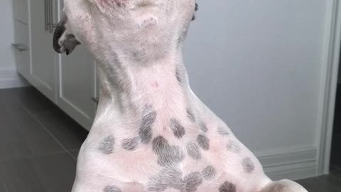 White dog black spots screaming